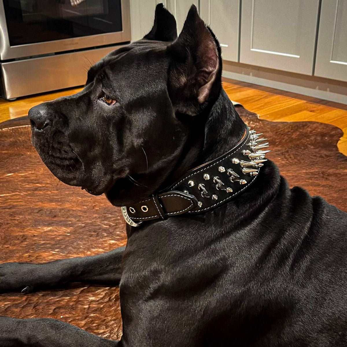 Leather dog collars